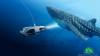 Unikt na trhu: Ponorka Power Ray na diakov ovldanie s kamerou 4K a sonarom